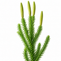 Huperzine A