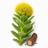 Rhodiola Rosea